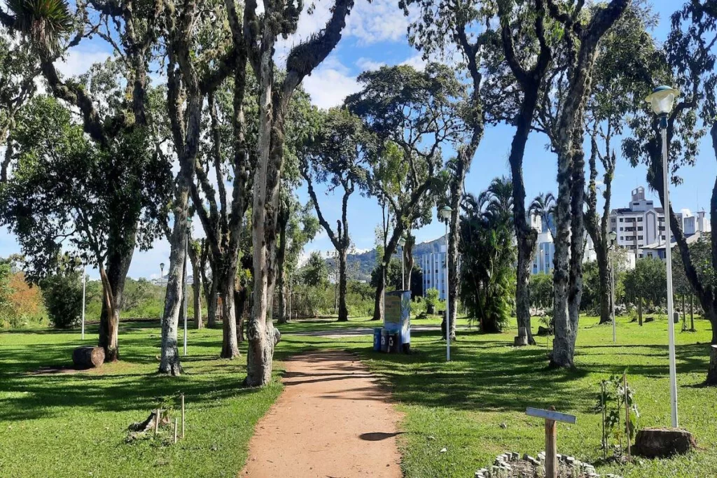 Caminho de terra batida ladeado por grandes árvores com troncos claros e folhagem densa no Jardim Botânico de Florianópolis, com área de gramado e edifícios ao fundo.