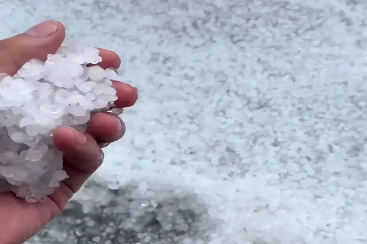 Close-up de uma mão segurando um punhado de pequenas pedras de gelo de uma chuva de granizo, com o fundo coberto por mais granizo.