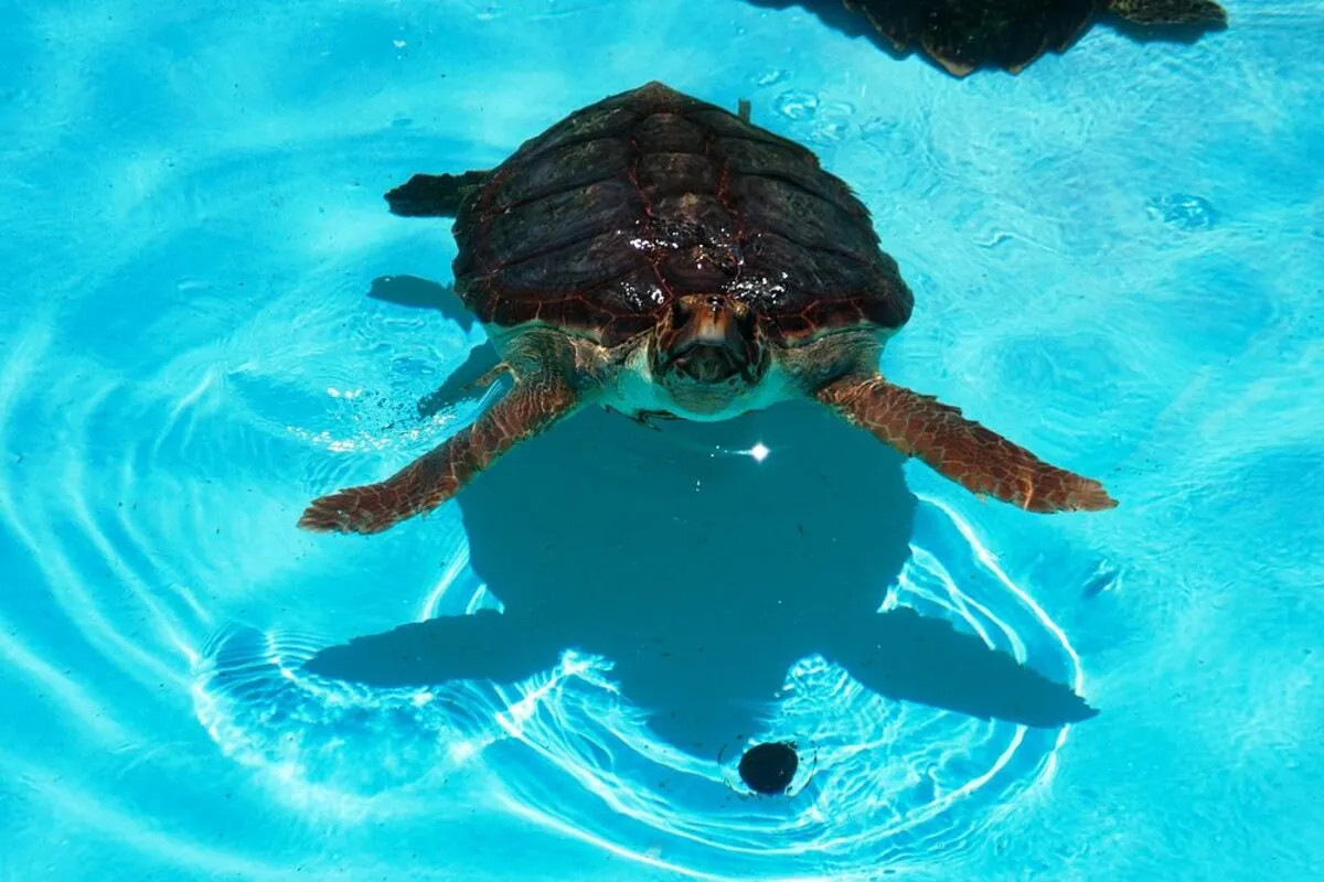 Tartaruga marinha nadando em tanque de reabilitação no Projeto Tamar Florianópolis.