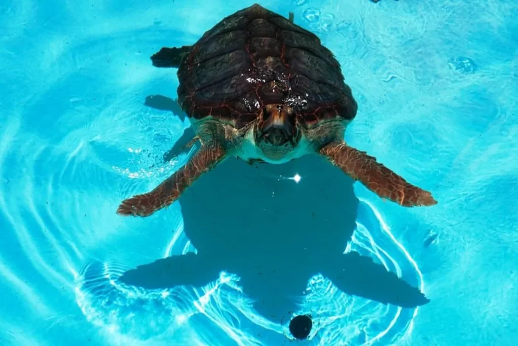 Uma tartaruga marinha nadando em um tanque de água azul-clara. O animal, com a carapaça escura e nadadeiras em tons de marrom-esverdeado, está olhando diretamente para a câmera, com sua sombra refletida no fundo.
