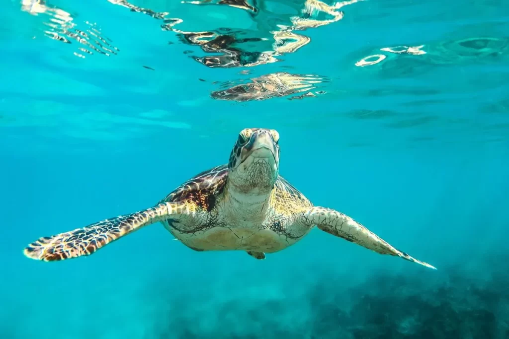 Uma tartaruga-verde (Chelonia mydas) nadando sob a superfície de uma água azul-turquesa. Ela olha diretamente para a câmera, com a cabeça erguida e as nadadeiras abertas. A luz do sol reflete na água, criando um efeito de brilho e as nadadeiras da tartaruga projetam uma sombra visível.
