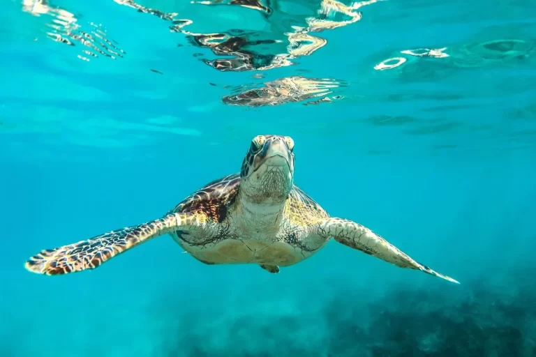 Uma tartaruga-verde (Chelonia mydas) nadando sob a superfície de uma água azul-turquesa. Ela olha diretamente para a câmera, com a cabeça erguida e as nadadeiras abertas. A luz do sol reflete na água, criando um efeito de brilho e as nadadeiras da tartaruga projetam uma sombra visível.
