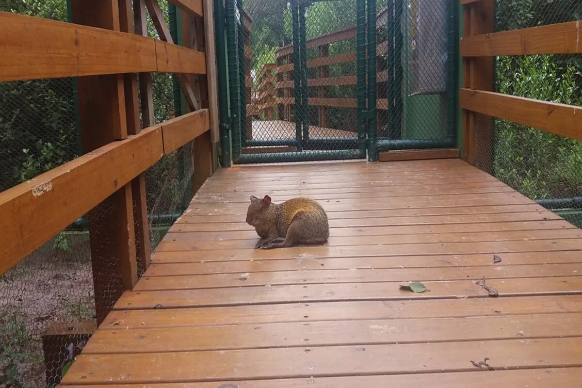 Cutia em área de observação no Parque Estadual do Rio Vermelho, em Florianópolis, espaço voltado à preservação da fauna silvestre de Santa Catarina.