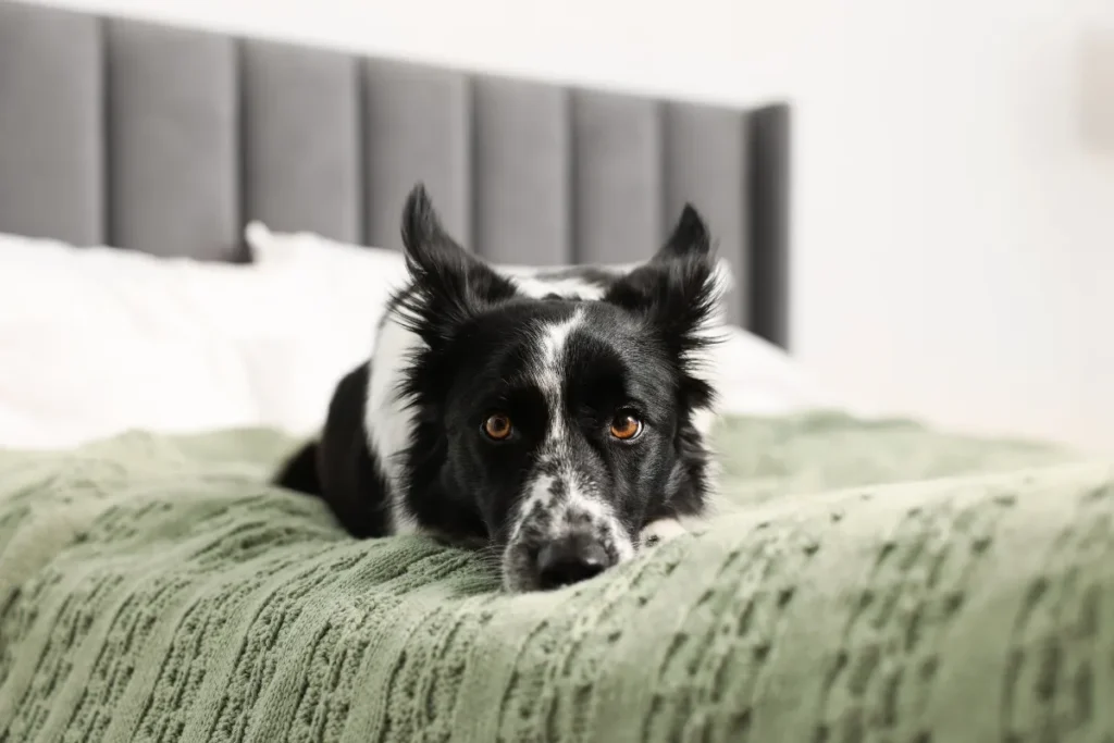 Cachorro deitado sobre cama de hotel com manta verde em acomodação adaptada para hóspedes com pets