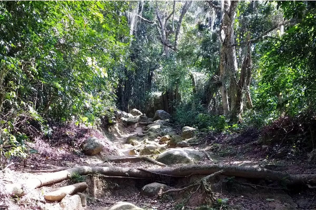 Trecho de terra cercado por Mata Atlântica na trilha da Costa da Lagoa