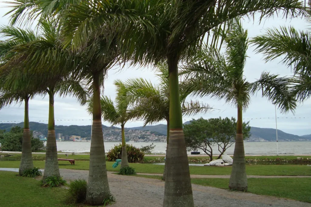 Palmeiras e área verde em espaço de lazer à beira-mar em Florianópolis, com a baía e morros ao fundo.
