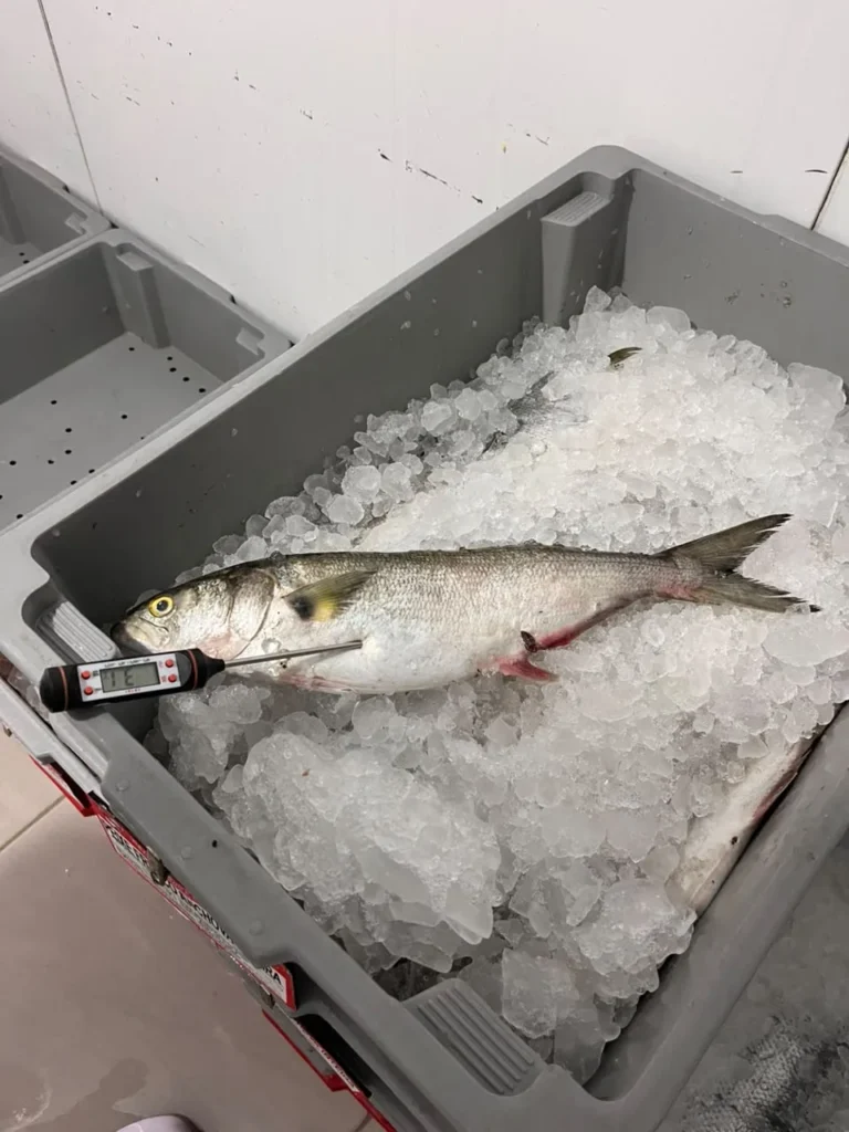 Peixe em caixa com gelo e termômetro espetado durante fiscalização sanitária no Litoral Norte de Santa Catarina